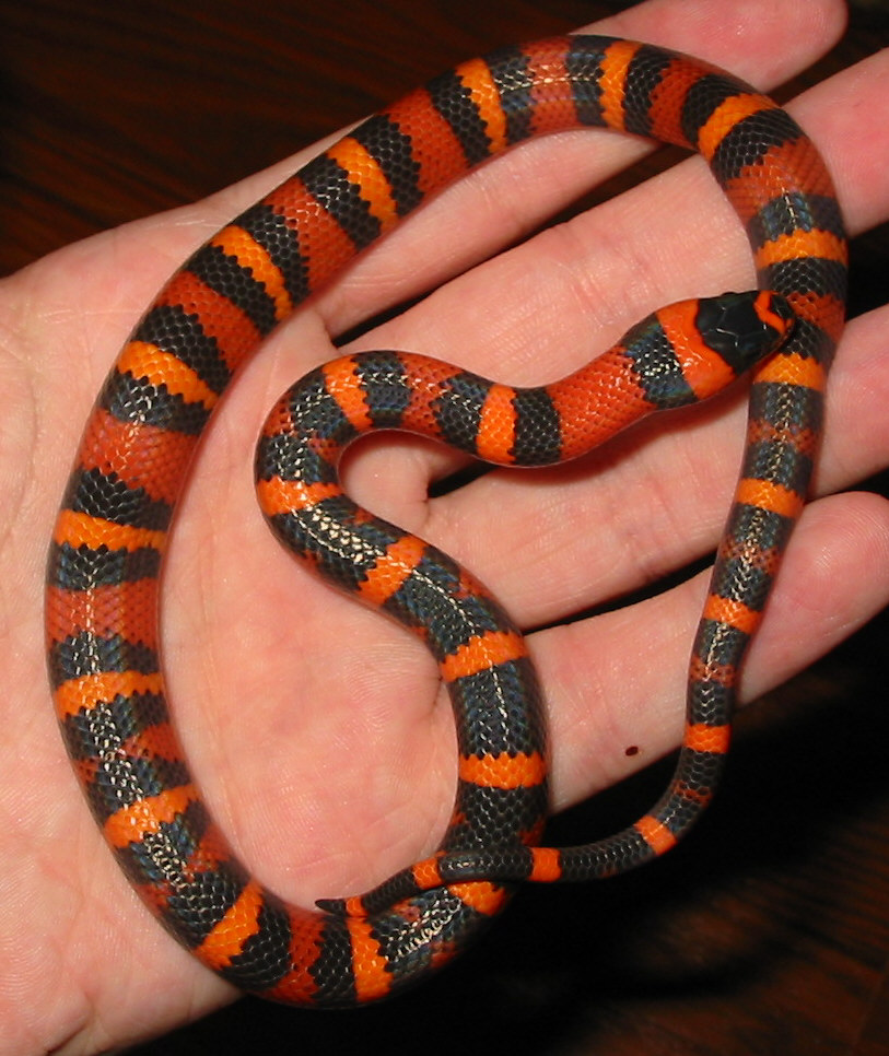blood orange aberrant honduran1