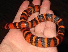 blood orange aberrant honduran2