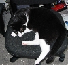 13 lbs of cat