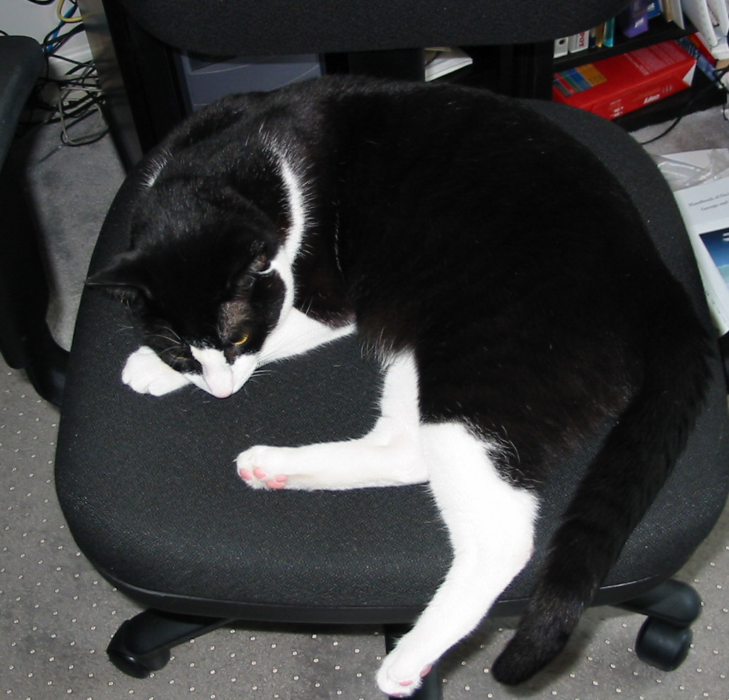 13 lbs of cat