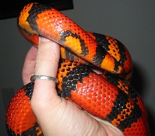 "Little Patch" update photo, now 3 years old