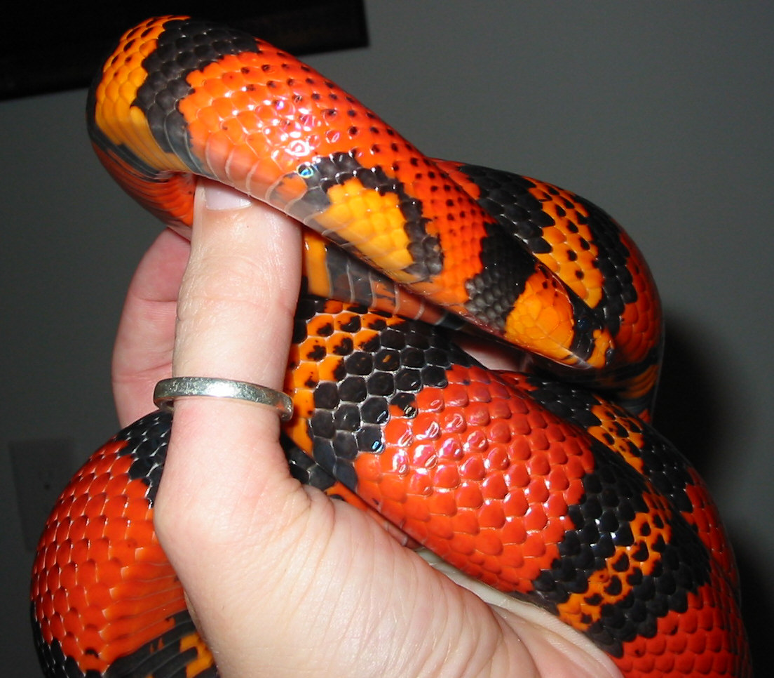 "Little Patch" update photo, now 3 years old