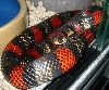 gravid het albino female honduran
