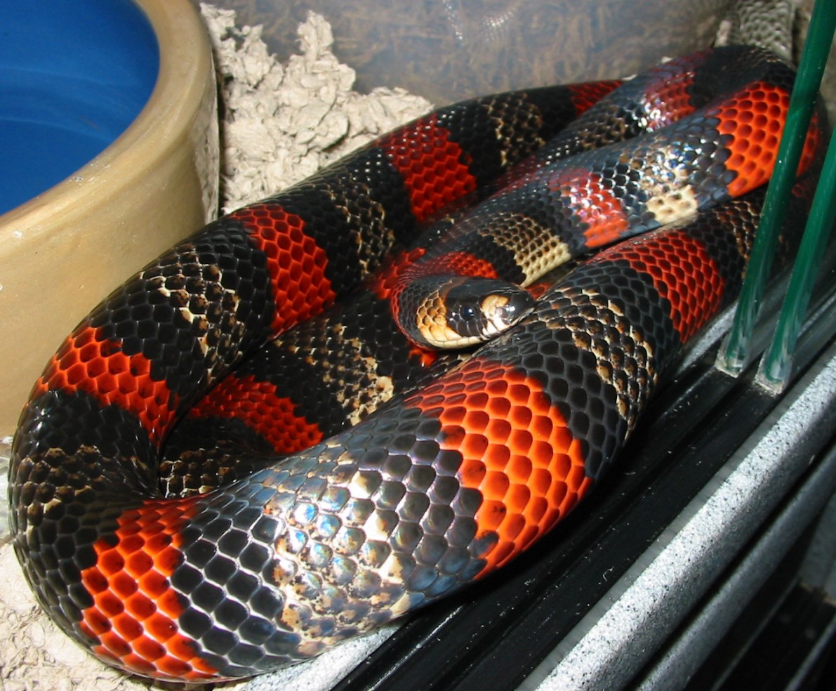 gravid het albino female honduran