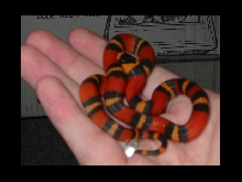 Little Patch, newly hatched.