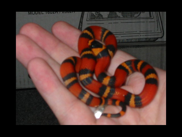 Little Patch, newly hatched.