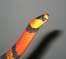 het albino female.  three years old