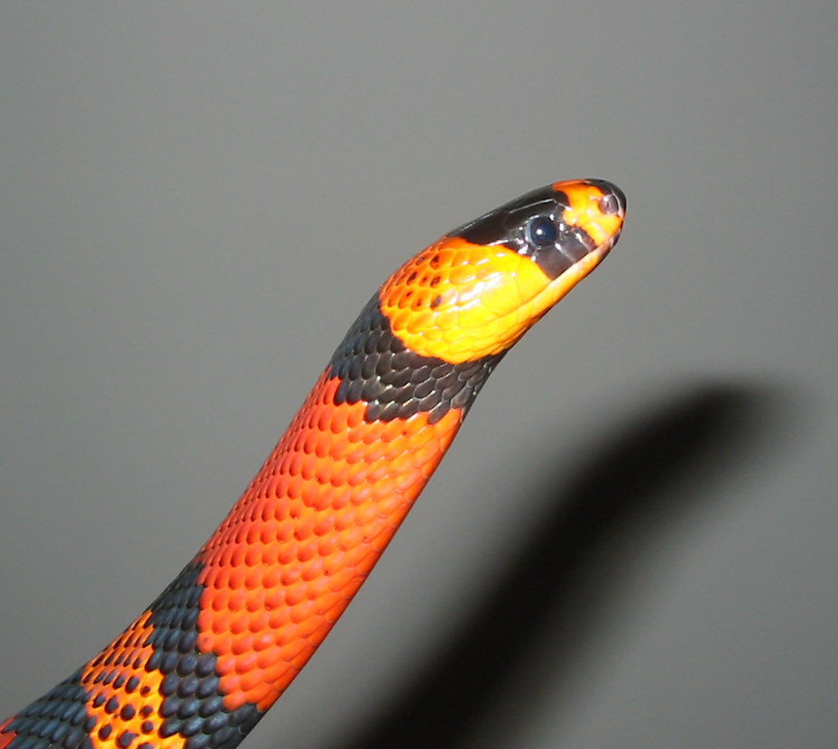 het albino female.  three years old