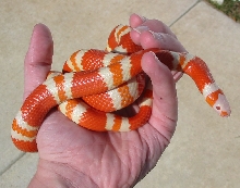 Tangerine Albino Female (Hondo) yearling