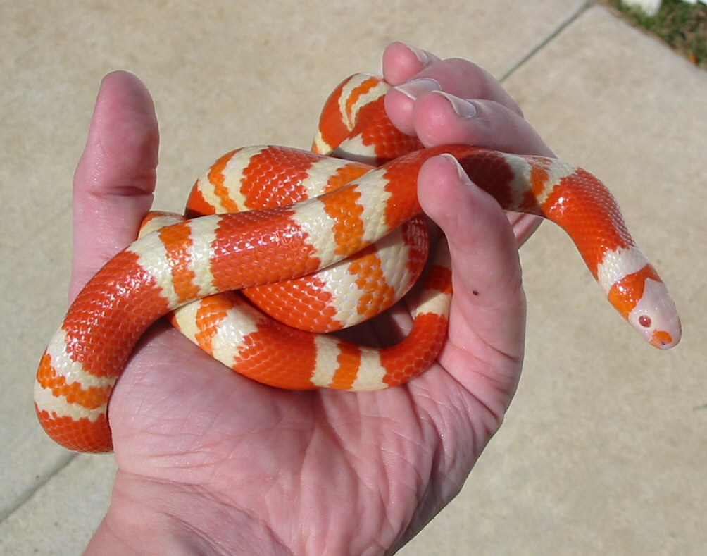 Tangerine Albino Female (Hondo) yearling