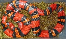 "Pandora" Gravid