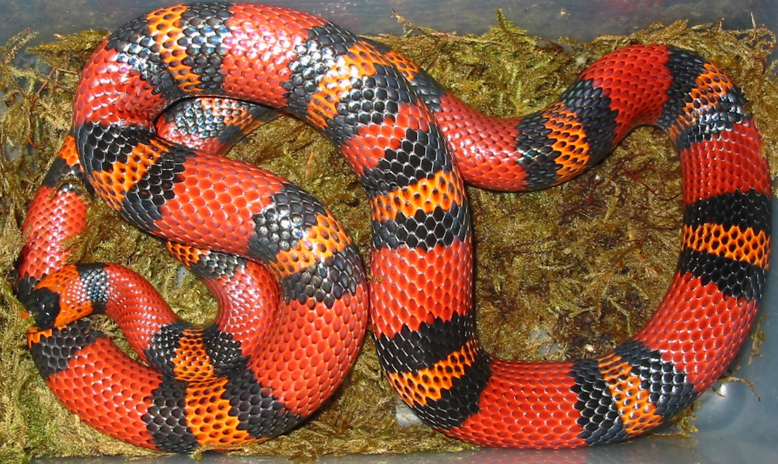 "Pandora" Gravid