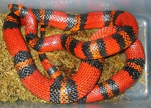 "Little Patch" Gravid