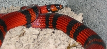 Het Albino Male Honduran Milksnake