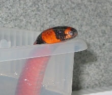 "Rotten Basard" het albino Hondo male 4.5 yrs old