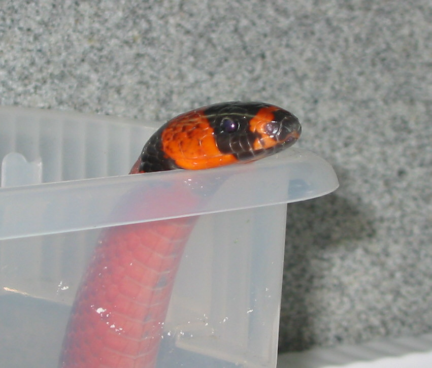"Rotten Basard" het albino Hondo male 4.5 yrs old