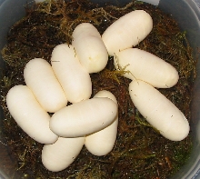 10 more Honduran Eggs