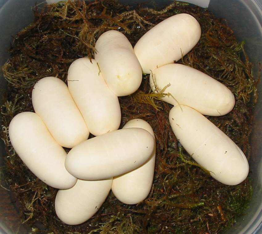 10 more Honduran Eggs