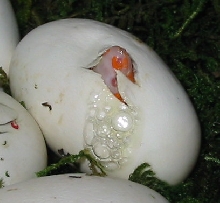 Albino hatchling!!
