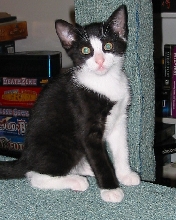 Aslan as a kitten 1