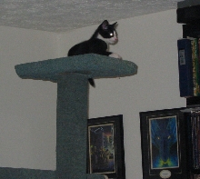 Aslan as a kitten 2