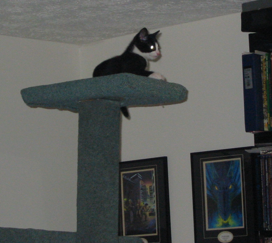 Aslan as a kitten 2