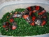 Gravid het albino Honduran