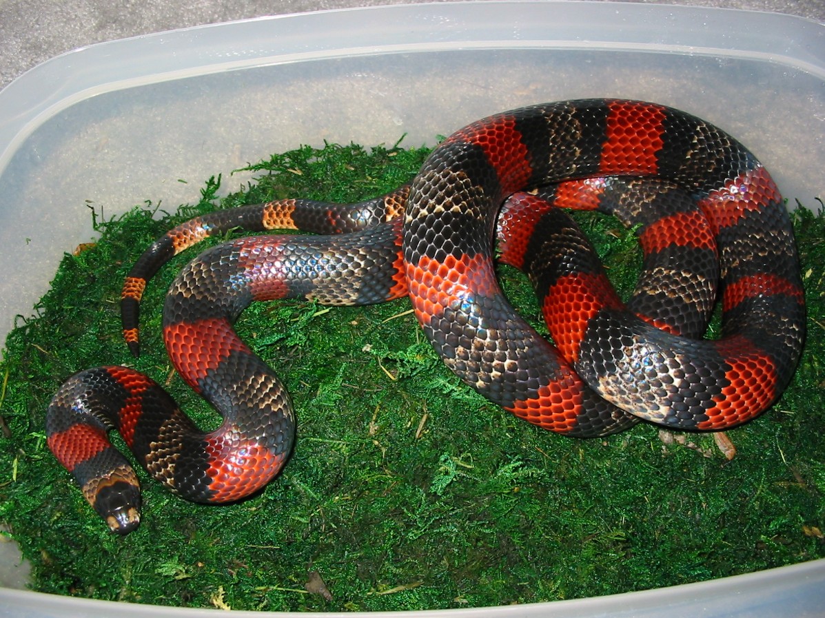 Gravid het albino Honduran