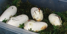 '03 Honduran clutch hatching