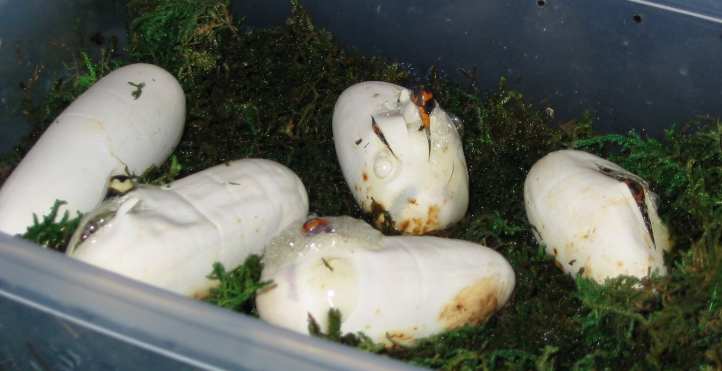 '03 Honduran clutch hatching