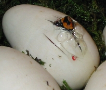 first of the 05 hatchlings