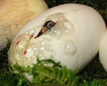 hatchling three