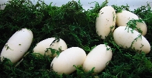 seven eggs from Het Albino parents