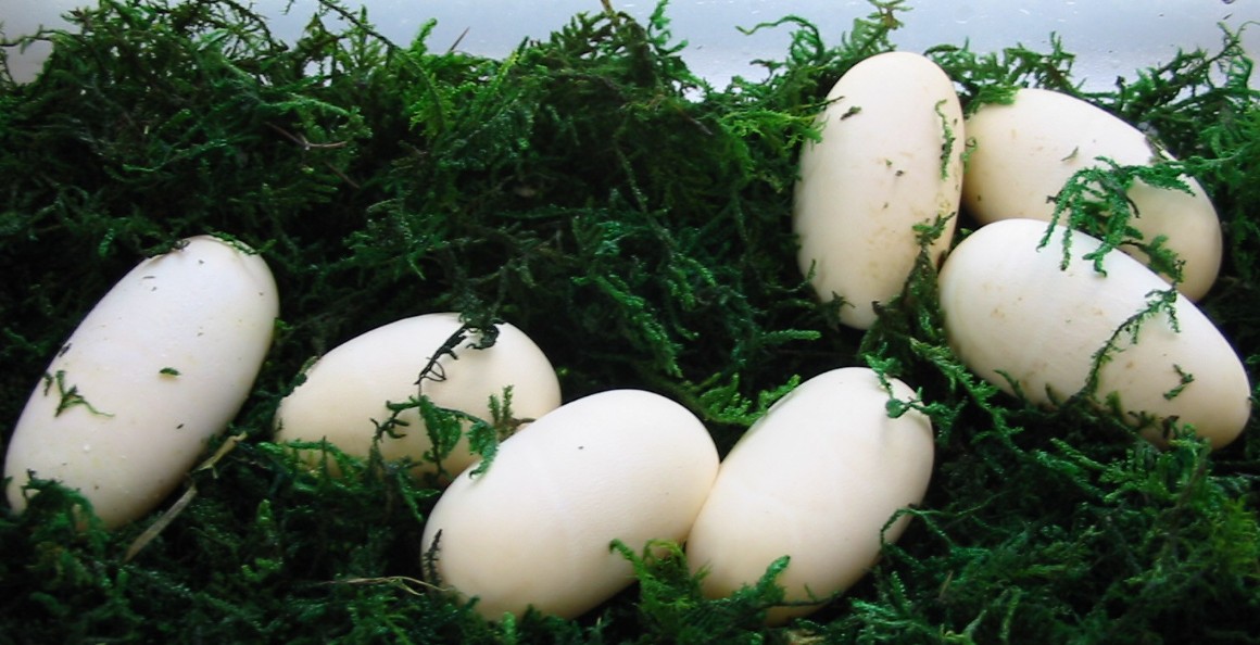 seven eggs from Het Albino parents