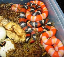 pile of Honduran hatchlings