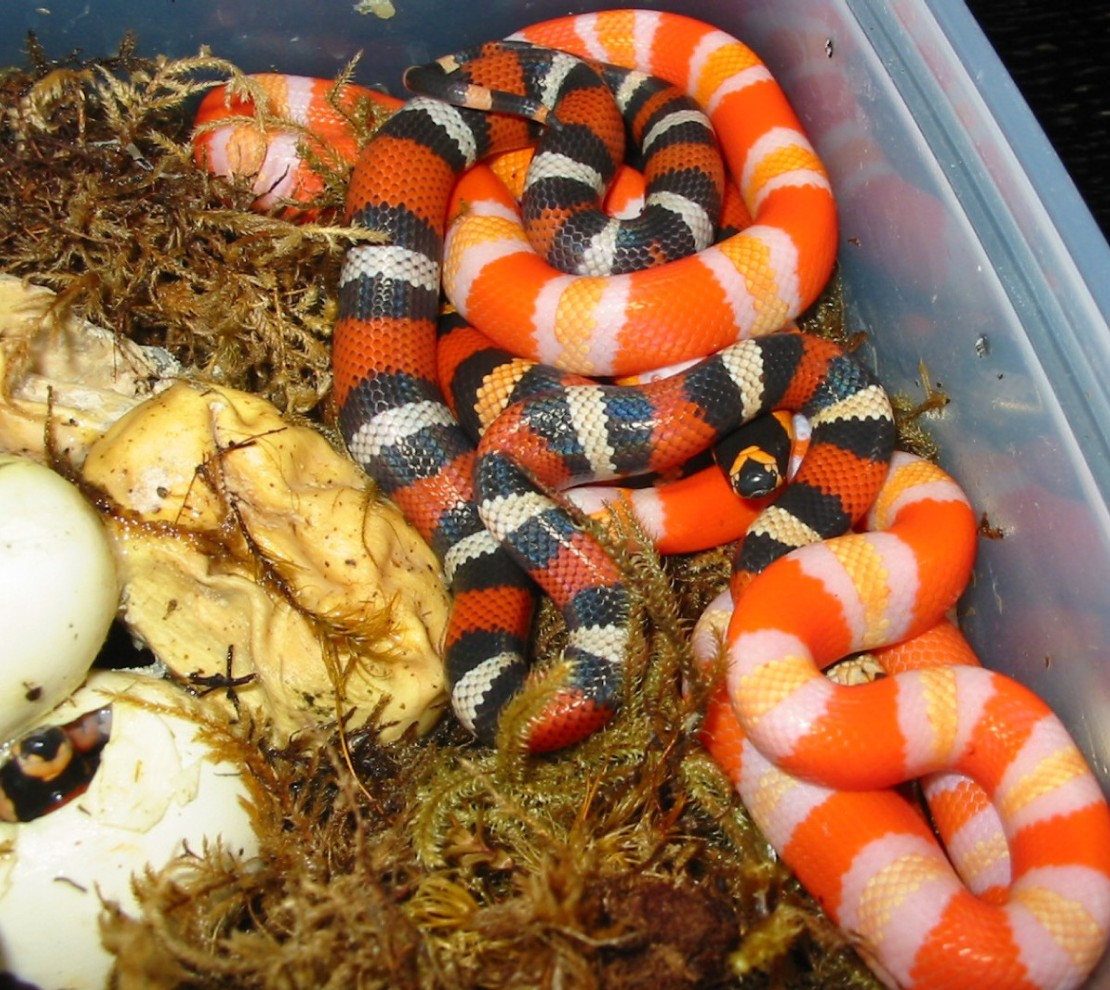 pile of Honduran hatchlings