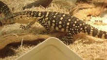 Pancake 2