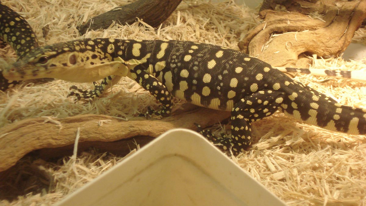 Pancake 2