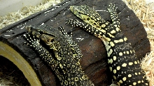 Pancake 8