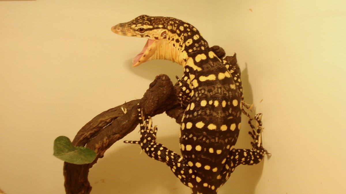 Pancake 1