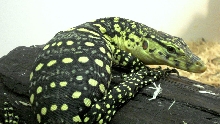Pancake 4