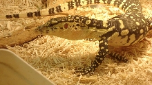 Pancake 5