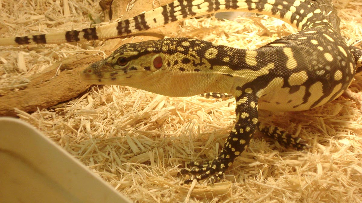 Pancake 5