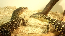 Pancake 6