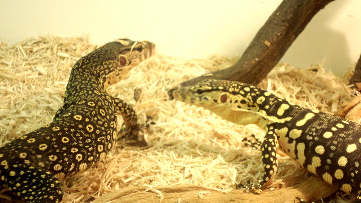 Pancake 6