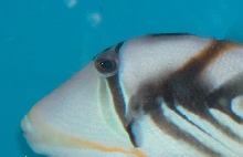 Saltwater - Austin Aquariums