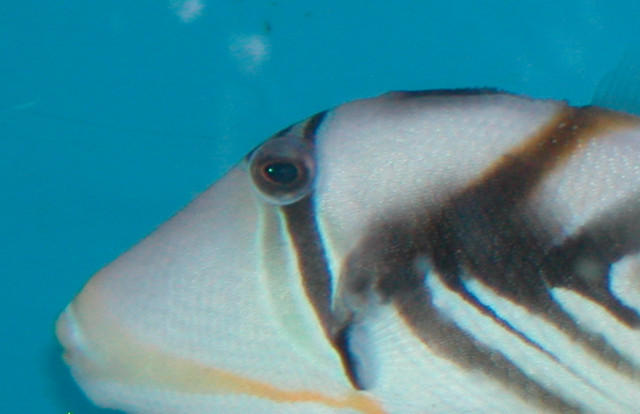 Saltwater - Austin Aquariums