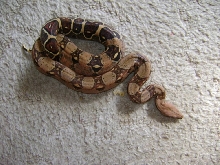 Boa1