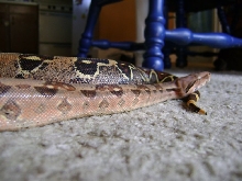 Boa2