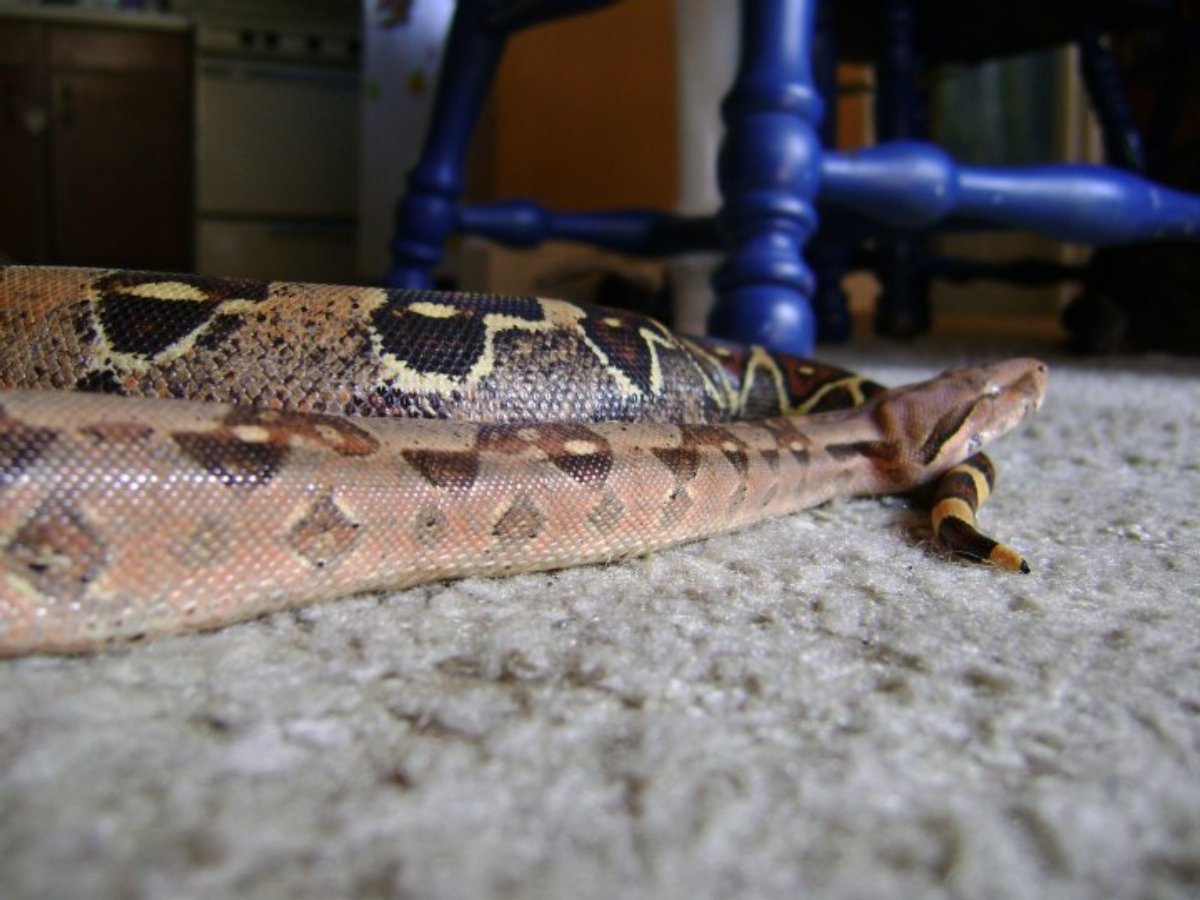 Boa2